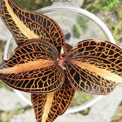 Anct. roxburghii 'Golden Heart' - square crop