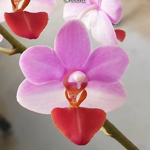 Phal. Jiaho Cherry x lobbii - square crop