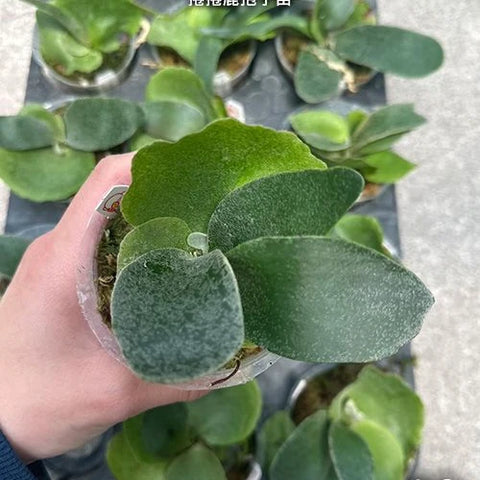 Platy. unknown hybrid 'FongSiQi QQ' sporeling - square crop