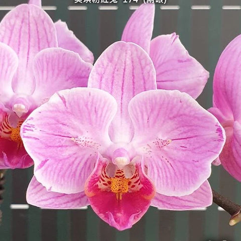 Phal. Miki Pink Rabbit '174' (peloric - 2 eyes) - square crop