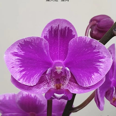 Phal. Queen Beer 'Splash' - square crop