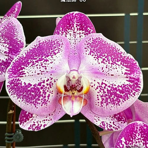 Phal. Miki Magician '06' - square crop