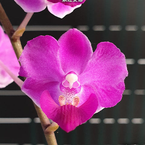 Phal. Memoria Val Rettig 'Violet' - square crop