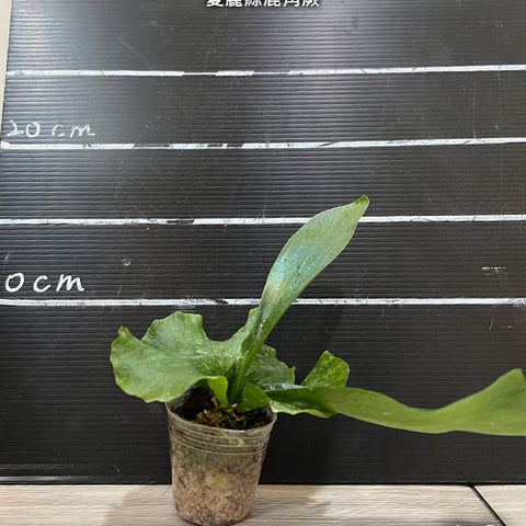 Platy. ellisii - 1.7 inch plant size reference - square crop