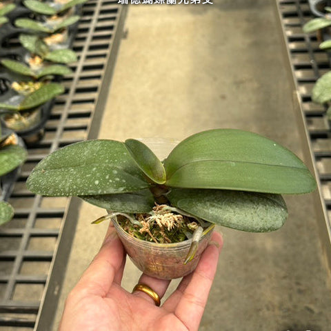 Phal. sanderiana x sib - 2.5 inch plant size reference - square crop