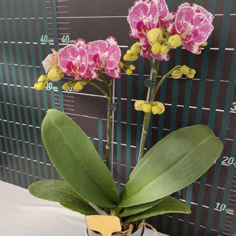 Phal. OX Benita - square crop