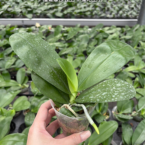 Phal. Princess Formosa x Mituo Prince - 2.5 inch plant size reference - square crop