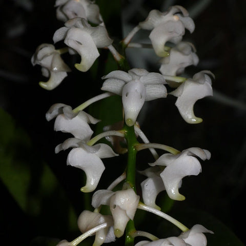 Aer. quinquevulnera f. alba - square crop