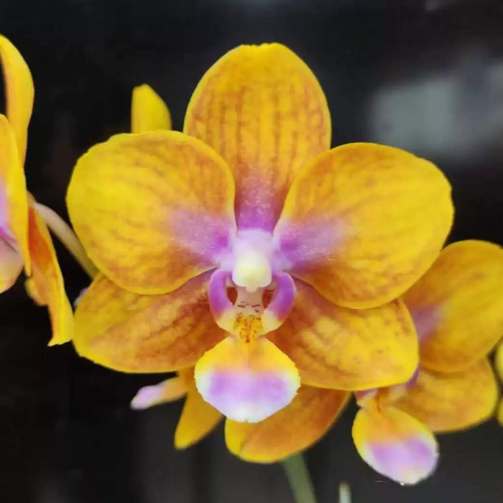 Phalaenopsis – Orchidmart
