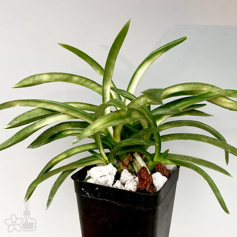 V. falcata Jitsugekko 日月光