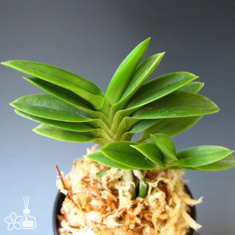 V. falcata Ryokuho 緑宝