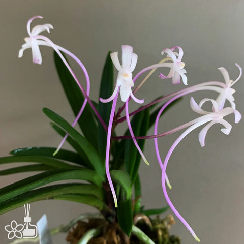 V. falcata Juyeong 朱影