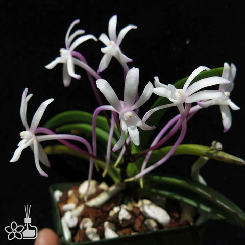 V. falcata Raizan 雷山