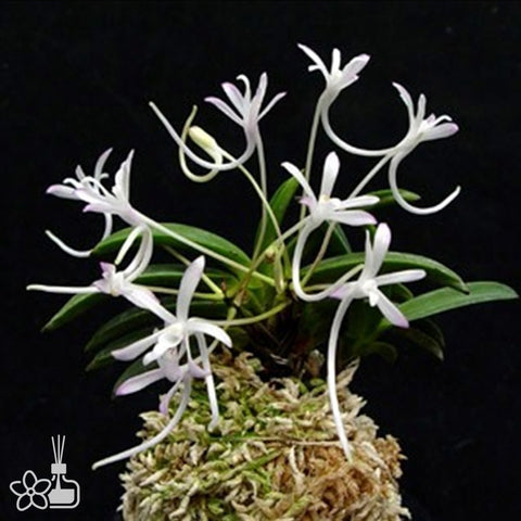 V. falcata Kutsuwamushi 轡虫