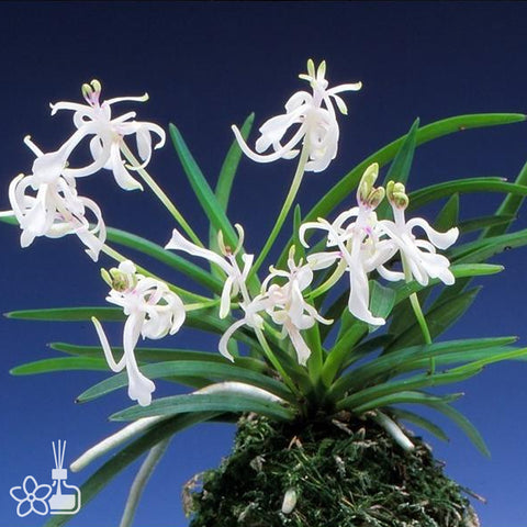 V. falcata Shunkyuden 春及殿