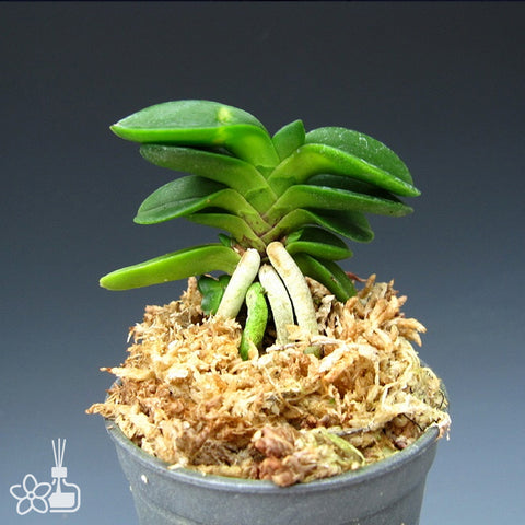 V. falcata Rakuzan 楽山