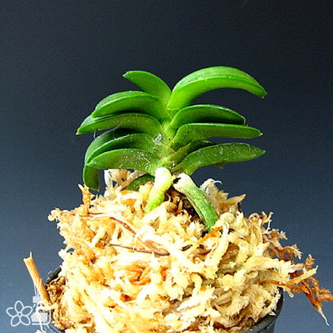 V. falcata Jukai 樹海