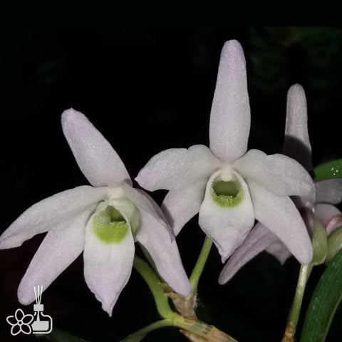 Den. moniliforme Choseiran 普通長生蘭