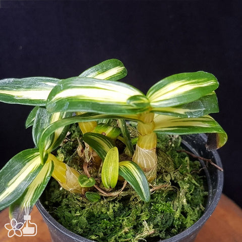 Den. moniliforme Kouga 黃河