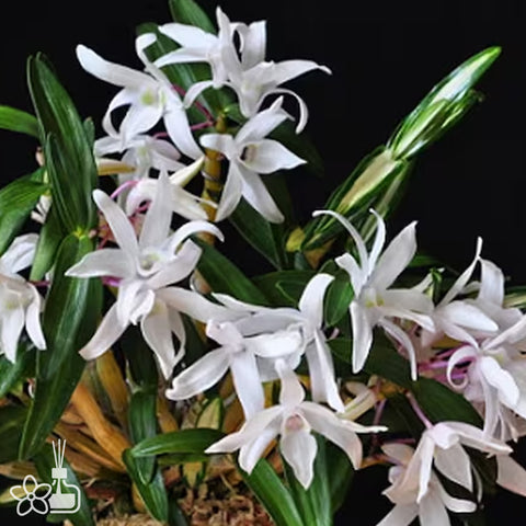 Den. moniliforme Cheongwanghwan 天光丸