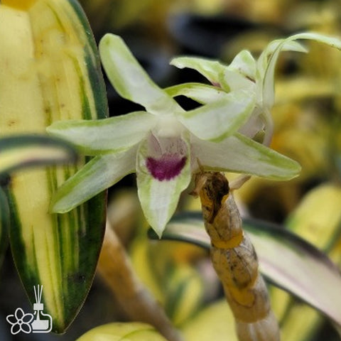 Den. moniliforme Seoha 曙霞