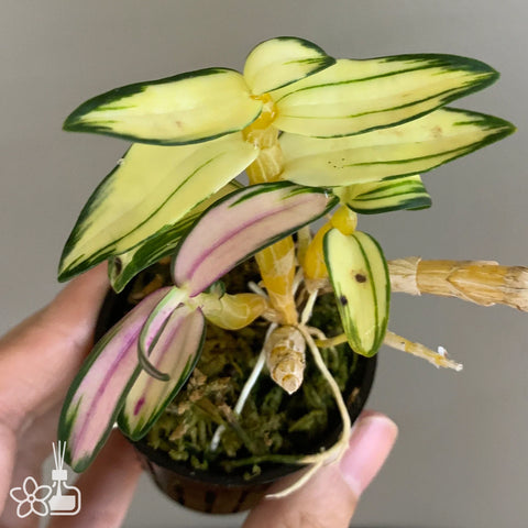 Den. moniliforme Seoha 曙霞
