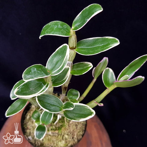 Den. moniliforme Kyoubeni fukurin 京紅冠