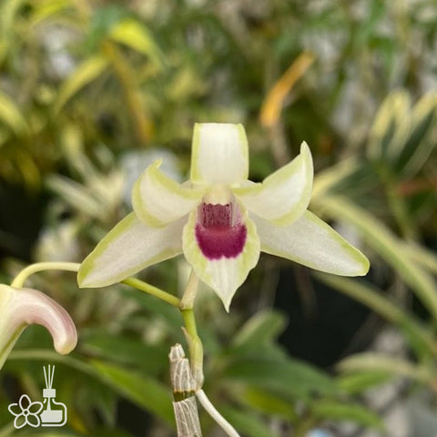 Den. moniliforme Sankanou 三冠王