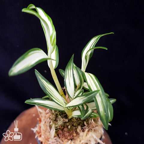 Den. moniliforme Sankanou 三冠王