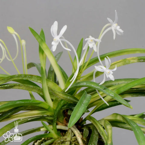 V. falcata Amanokawa 天の川