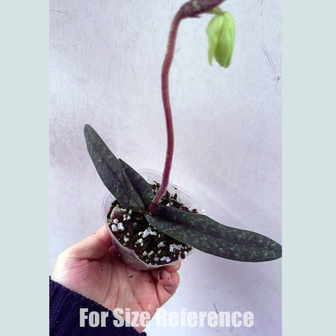 法爾。 speciosa "Mauve" 罩花蝴蝶“芋頭色”