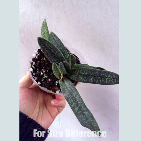 法爾。 speciosa "Mauve" 罩花蝴蝶“芋頭色”