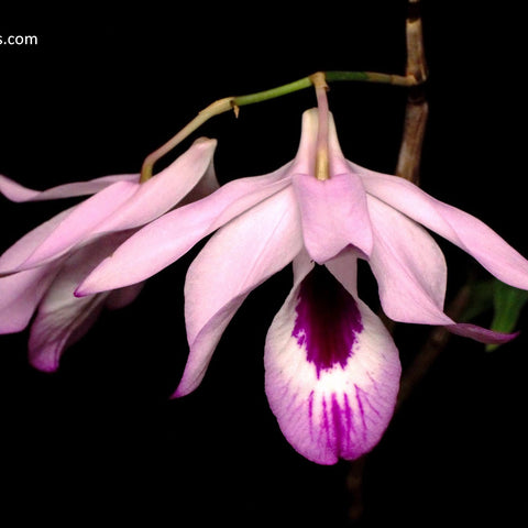 Den. maccarthiae - square crop