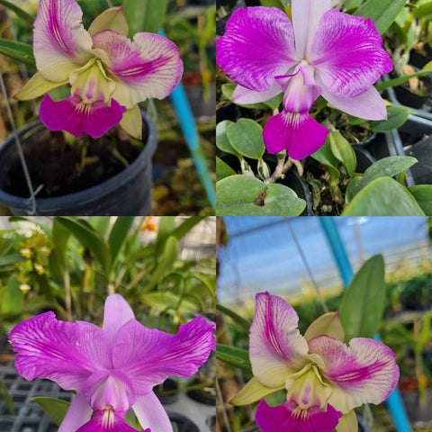 C. walkeriana f. flamea x f. semialba - square crop