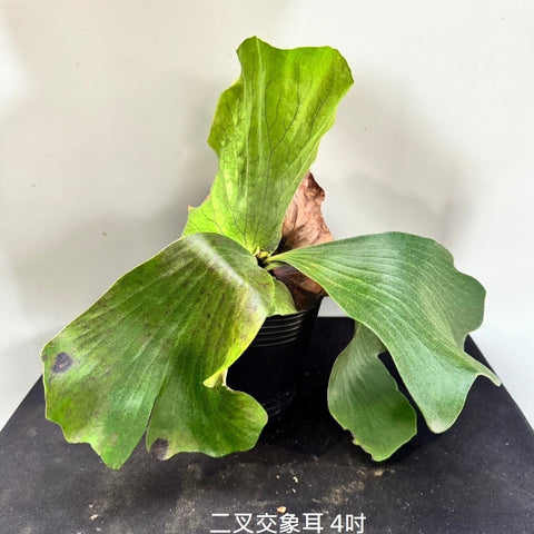 Plat. bifurcatum x elephantotis - square crop