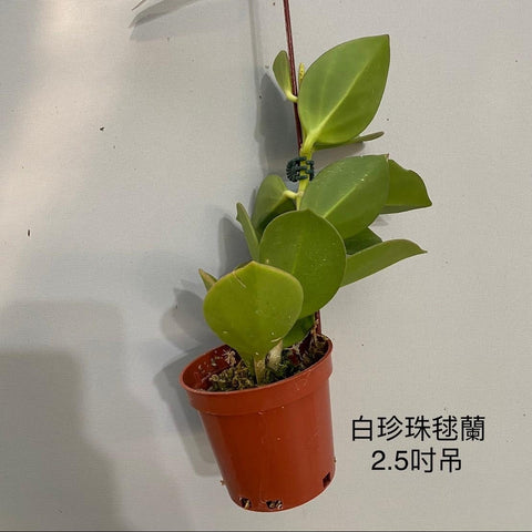 Hoya pachyclada