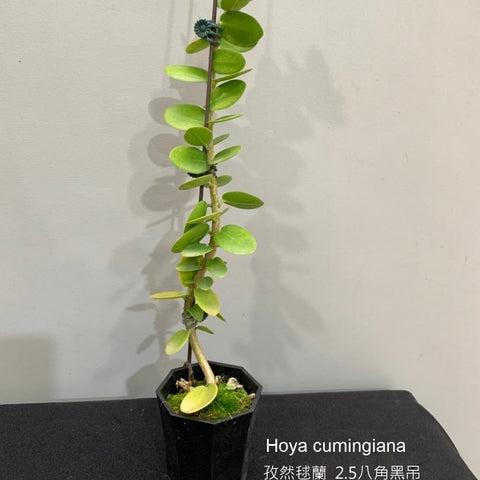 Hoya cumingiana