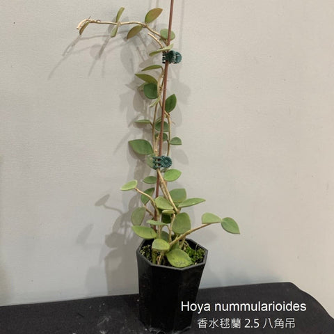 Hoya nummularioides