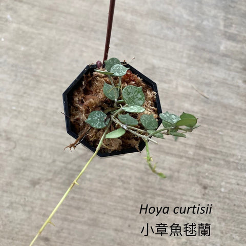 Hoya curtisii