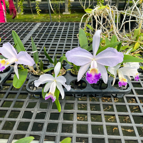 C. lueddemanniana f. coerulea 'Henrique's Blue-Mariauxi' x 'Maria Cecilia-Mariauxi' - square crop