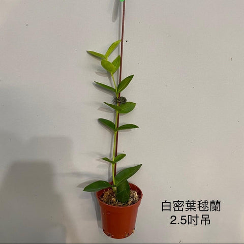 Hoya golamcoiana