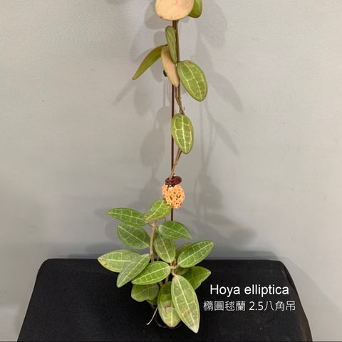 Hoya elliptica