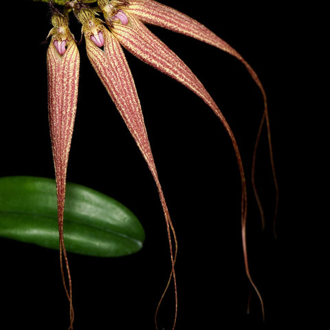 Bulb. Elizabeth Ann - square crop