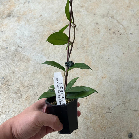 Hoya pubicalyx Royal Hawaiian Purple