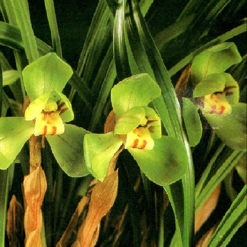 Cym. goeringii Da Fu Gui