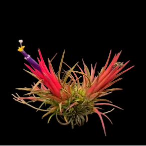 Till. ionantha 'Fuego'