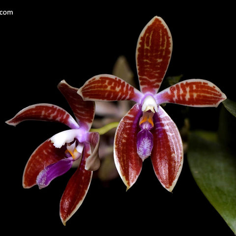 Phal. corningiana - square crop