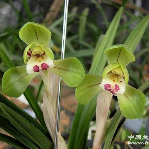 Cym. goeringii Da Tuan Yuan 大團圓 - square crop