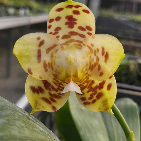 Phal. gigantea x Phal. Chienlung Gigan Cherry - square crop