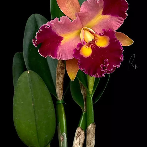 Rth. Chief Queen 'Lightning' - square crop